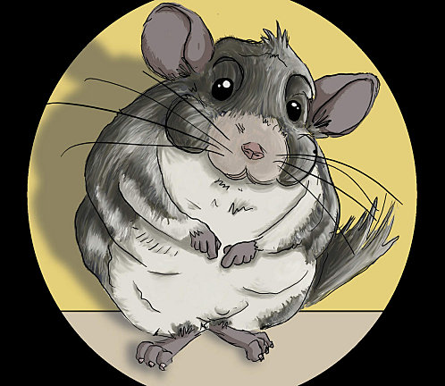 dessin chinchilla