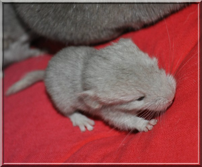 Goliath 1 jour