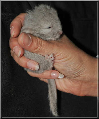 Goliath 1 jour